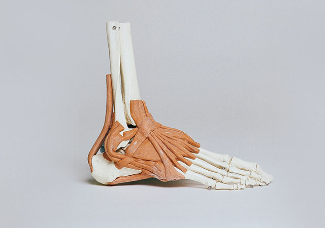 Der menschliche Fuß (lateinisch pes) ist ein komplexes Gebilde.